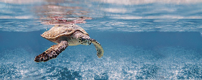Декоративные элементы Ceradim Ocean Turtle, цвет разноцветный, поверхность глянцевая, прямоугольник, 200x500