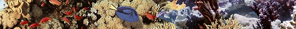 Бордюры Ceradim Fantasy Ocean Reef 2, цвет разноцветный, поверхность глянцевая, квадрат, 50x500