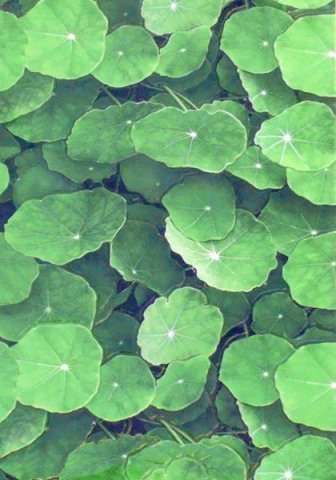 Керамическая плитка Infinity Lotus Verde, цвет зелёный, поверхность глянцевая, прямоугольник, 300x450