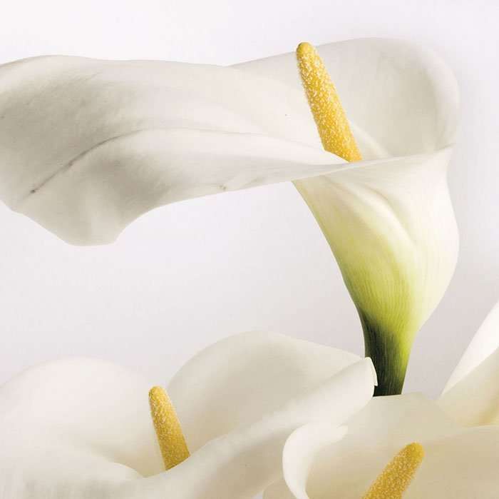 Декоративные элементы Panaria Experience Flora A Calla PLS PG8EXFA, цвет белый, поверхность матовая, квадрат, 1000x1000