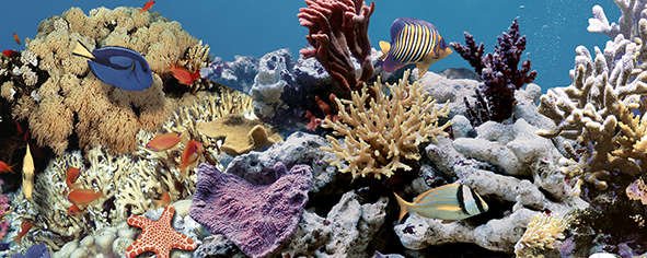 Декоративные элементы Ceradim Fantasy Ocean Reef 2, цвет разноцветный, поверхность глянцевая, прямоугольник, 200x500