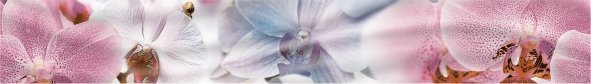 Бордюры Global Tile Fortuna Princess Орхидеи 1504-0140, цвет розовый, поверхность глянцевая, прямоугольник, 60x400