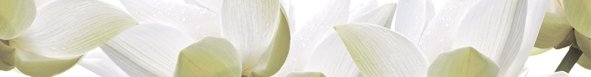 Бордюры Cerrol City White Lilies Listwa, цвет разноцветный, поверхность глянцевая, прямоугольник, 65x500