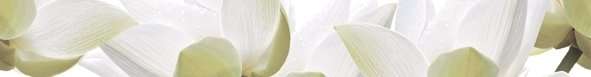 Бордюры Cerrol City White Lilies Listwa, цвет разноцветный, поверхность глянцевая, прямоугольник, 65x500