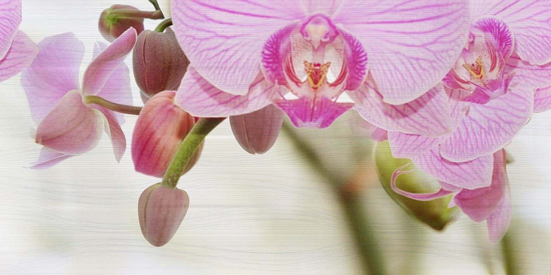 Декоративные элементы Wajazz Paris Lila Orchid C Decor D-MSW42 B3-3, цвет розовый, поверхность глянцевая, прямоугольник, 300x600