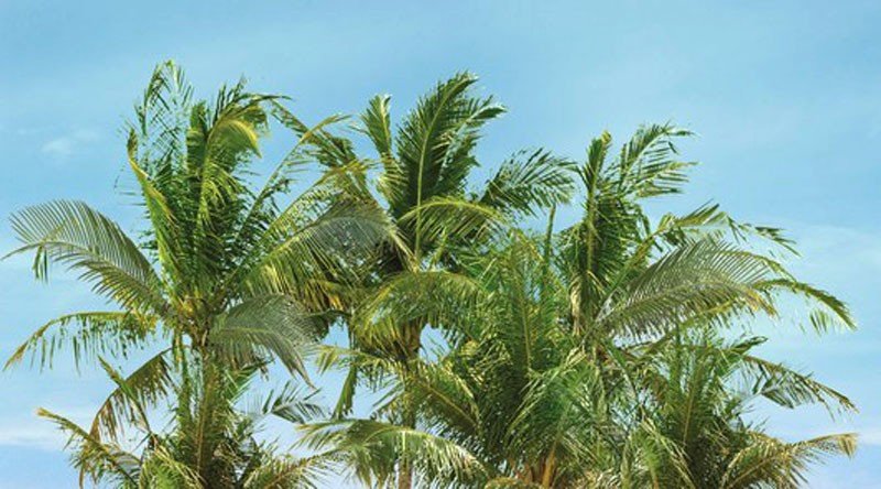 Панно Ceradim Surface Dec Palm Panno A, цвет разноцветный, поверхность глянцевая, прямоугольник, 250x450