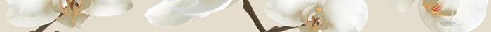 Бордюры Ibero Fuison Cenefa Orquidea, цвет бежевый, поверхность глянцевая, прямоугольник, 50x750