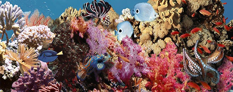 Декоративные элементы Ceradim Ocean Reef 1, цвет разноцветный, поверхность глянцевая, прямоугольник, 200x500