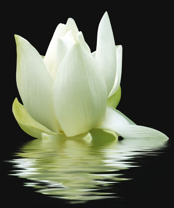 Панно Cerrol City White Lilies, цвет разноцветный, поверхность глянцевая, прямоугольник, 600x500