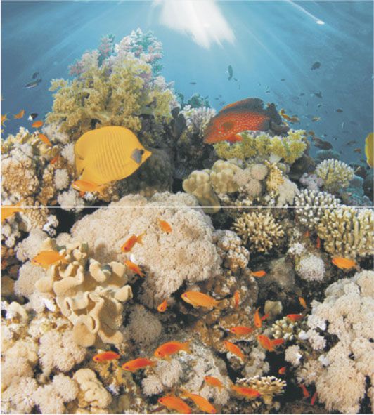 Панно Ceradim Corals Dec Panno, цвет разноцветный, поверхность глянцевая, прямоугольник, 500x450
