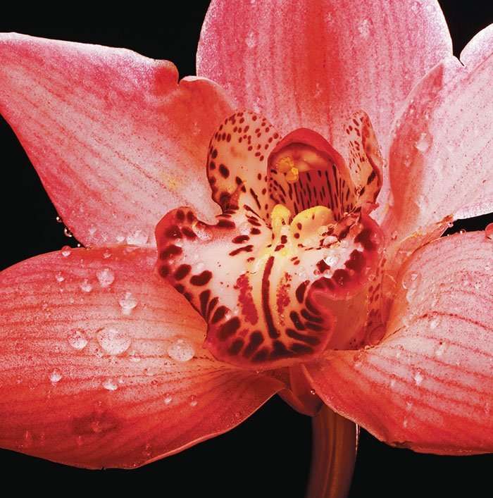 Декоративные элементы Panaria Experience Flora E Orchidea PLS PG8EXFE, цвет разноцветный, поверхность матовая, квадрат, 1000x1000