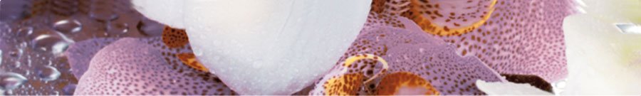 Бордюры Terracotta Бордюр Alba Orchid, цвет разноцветный, поверхность глянцевая, прямоугольник, 45x300