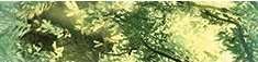 Бордюры Муза-Керамика Waterfall mountains B200D259, цвет зелёный, поверхность глянцевая, прямоугольник, 45x200