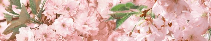 Бордюры Piastrella Анселия Сакура Бордюр, цвет розовый, поверхность матовая, прямоугольник, 60x300